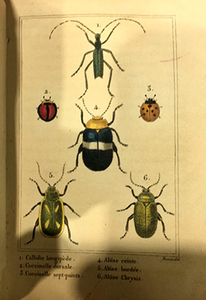 Les insectes 1