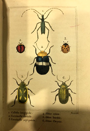 Les insectes 1