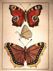 Papillon02