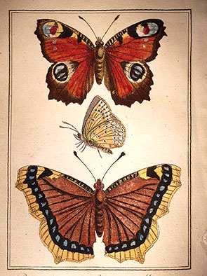 Papillon02