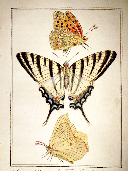 Papillon03