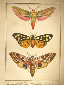 Papillon04