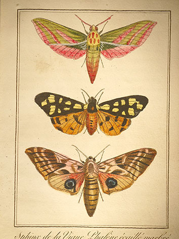 Papillon04