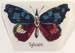 Sylvaine papillon
