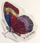 Sylvandre papillon