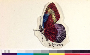 Le sylvandre2