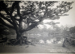 Tokio colotipojardin ritsurin