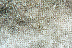 Ceefm 2020 03 02 009fotogra detalle