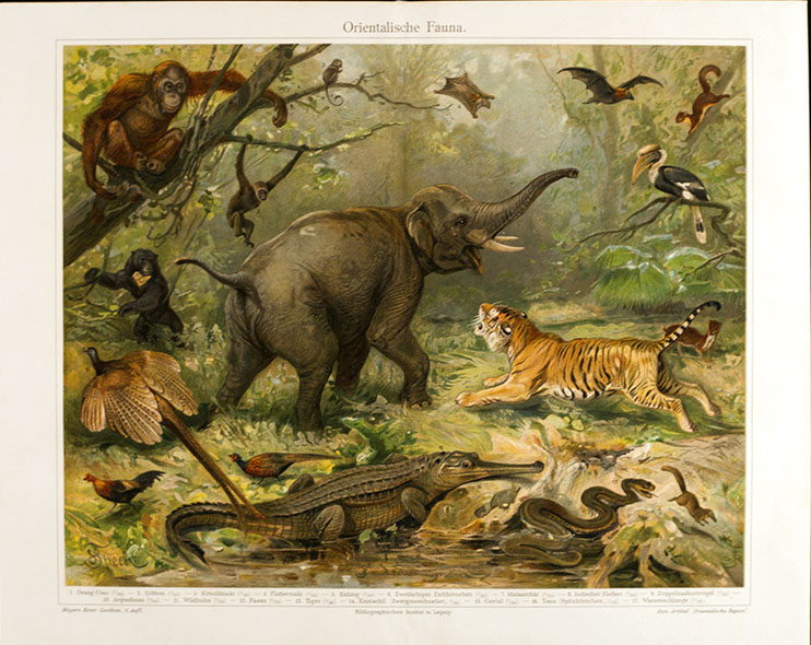 La selva