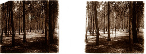 Arboles eucal%c3%adptos