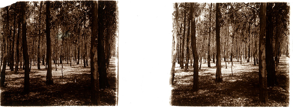 Arboles eucal%c3%adptos