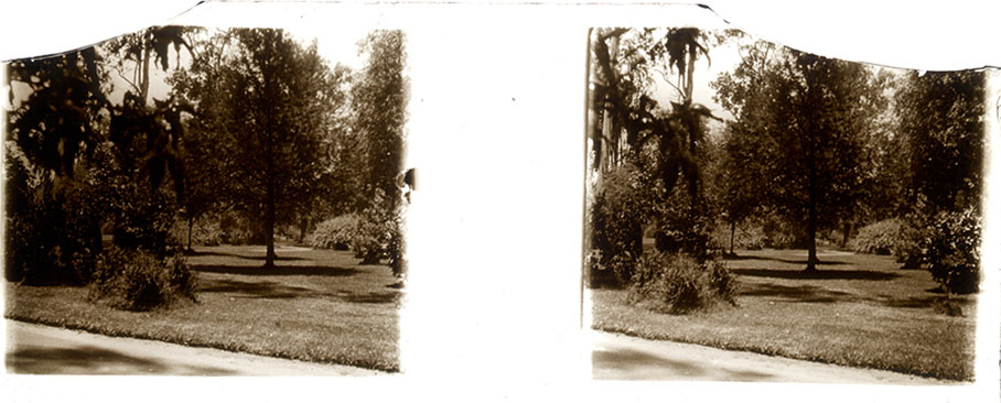 Arbol  veredas rota