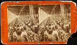 Tarje stereo cotton factory
