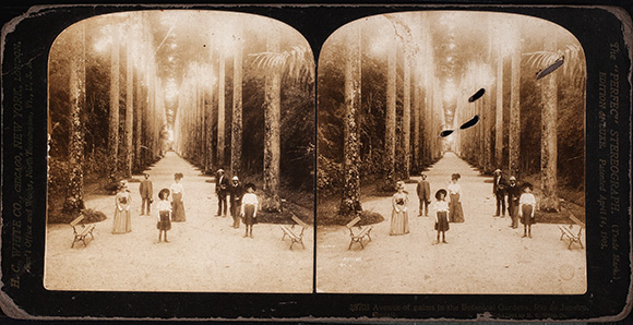 Tarj stereo cete 2024 01 47 avenue palms botanic garden 