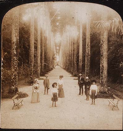 Tarj stereo cete 2024 01 47 un par avenue palms botanic garden  copia