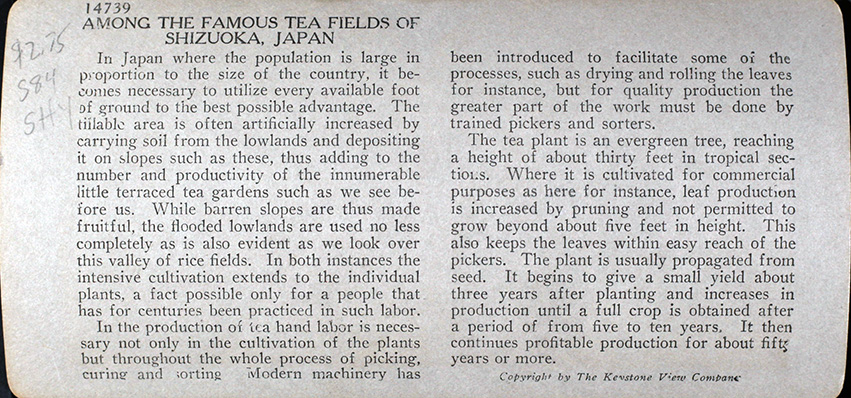 Tarj stereo cete 2024 01 050 among the famous tea fields verso