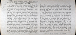 Tarj stereo cete 2024 01 050among the famous tea fields verso