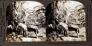 Tarj stereo cete 0205 01 067 harvesting bananas  costa rica