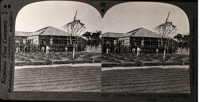 Tarj stereo cete 2026 01 076 editada brazil drying coffee